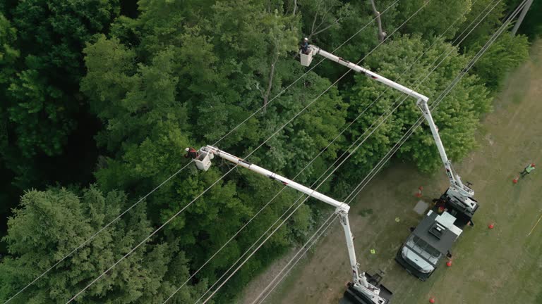 How Our Tree Care Process Works  in  Early, TX