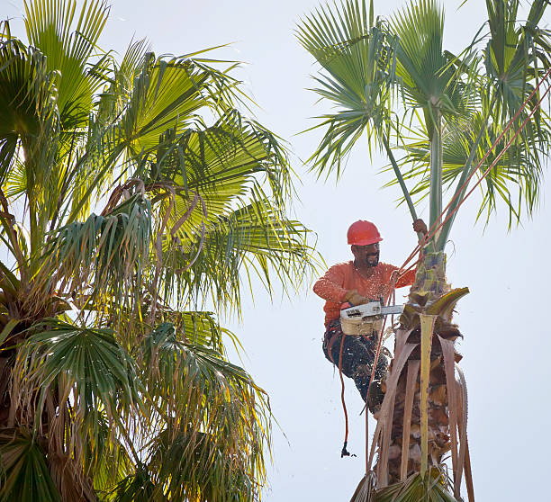 Professional Tree Services in Early, TX